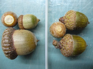 glands chene rouge vs chene de hawkins (x)